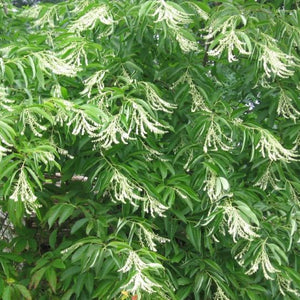 Andromède en arbre, oxydendron arboreum, (Sourwood)