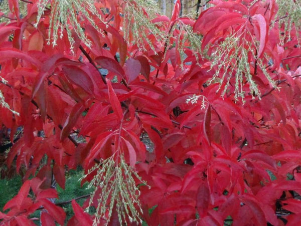 Andromède en arbre, oxydendron arboreum, (Sourwood)