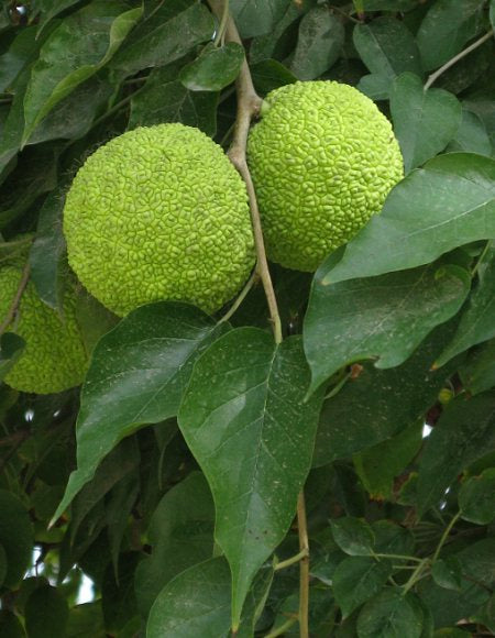 Oranger des Osages, Maclura pomifera, (Osage orange)