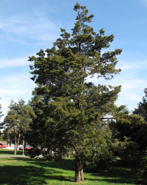 Genévrier de Virginie, Juniperus virginiana, Eastern red-cedar