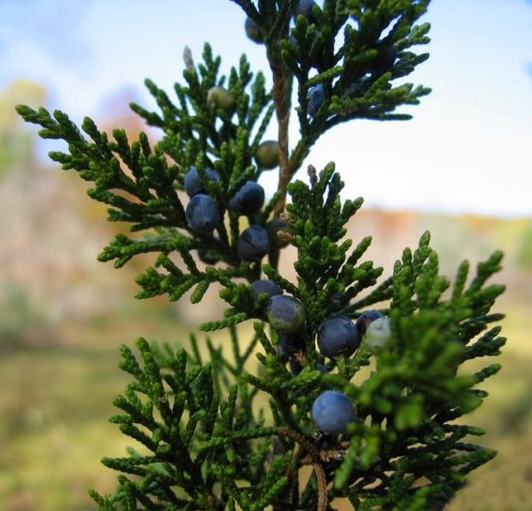 Genévrier de Virginie, Juniperus virginiana, Eastern red-cedar