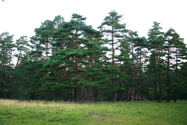 Pin Sylvestre, Pinus sylvestris, (Scots pine)