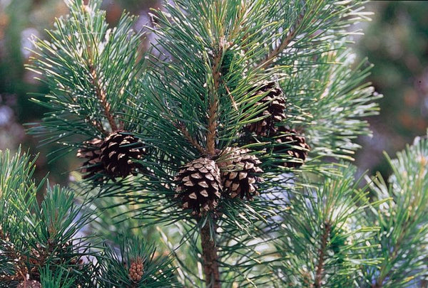 Pin Sylvestre, Pinus sylvestris, (Scots pine)