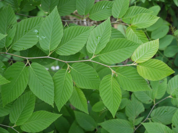 Bouleau Jaune, Betula alleghaniensis