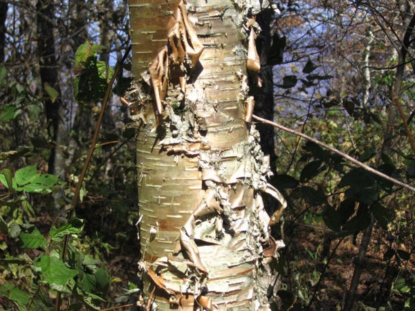 Bouleau Jaune, Betula alleghaniensis