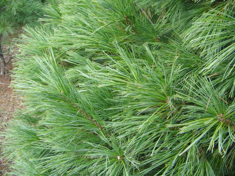 White Pine, Pinus strobus – Nutcracker Nursery & Tree Farm