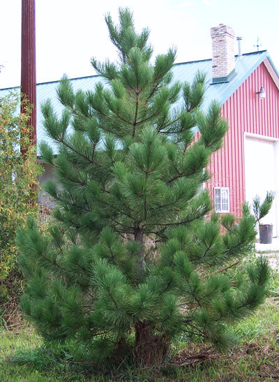 Red Pinova Red Pine, Pinus resinosa – Nutcracker Nursery & Tree Farm