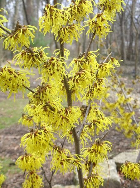 Hamamélis de Virginie, (Hamamelis virginana)