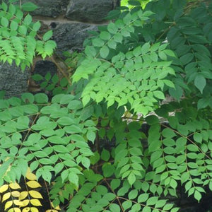 Aralie épineux, aralia spinosa