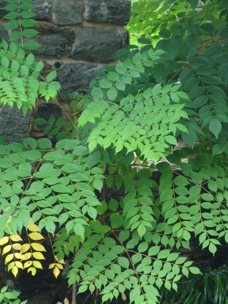 Aralie épineux, aralia spinosa