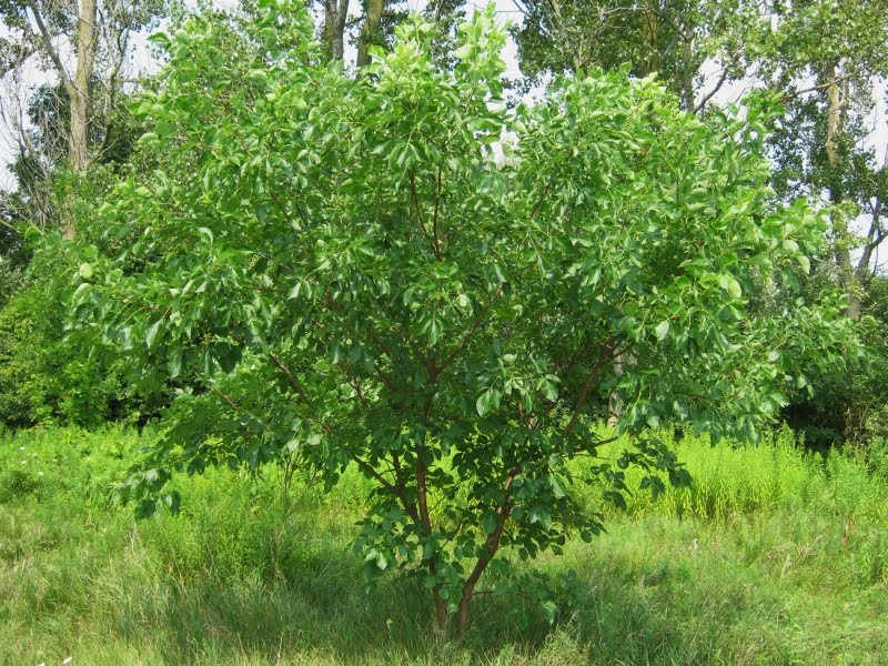Common Hoptree (Ptelea trifoliata) – Nutcracker Nursery & Tree Farm