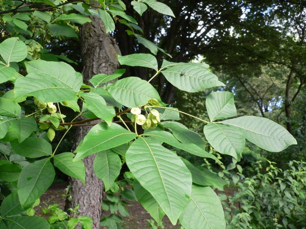 Ptéléa trifolié ou Orme de Samarie, (Ptelea trifoliata)