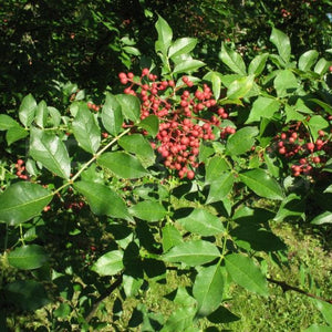 Clavalier d'Amérique, (Zanthoxylum americanum)