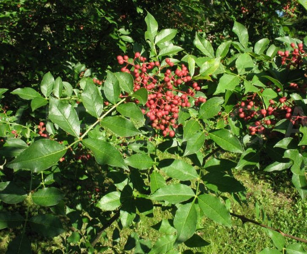 Clavalier d'Amérique, (Zanthoxylum americanum)