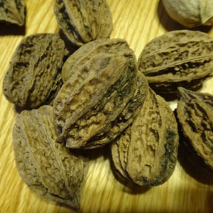 Noyer hybride ''Morgan'' Juglans cinerea X Juglans ailantifolia var. cordiformis 4b
