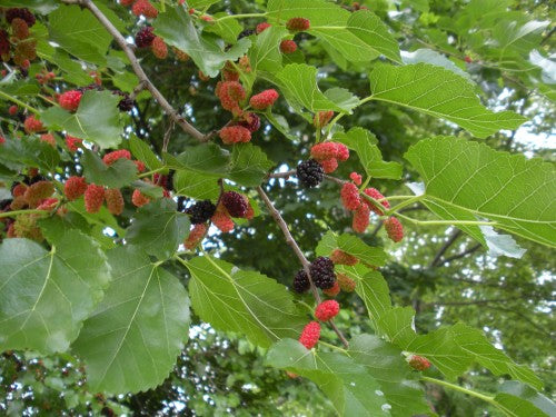 Mûrier Blanc, morus alba