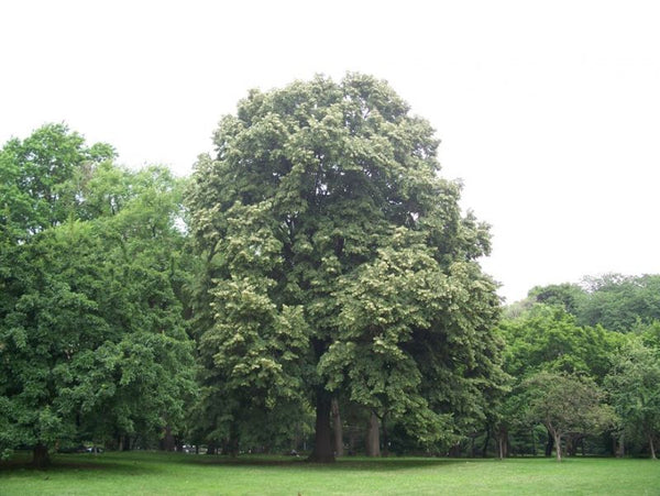 Tilleul d'Amérique, (tilia americana)