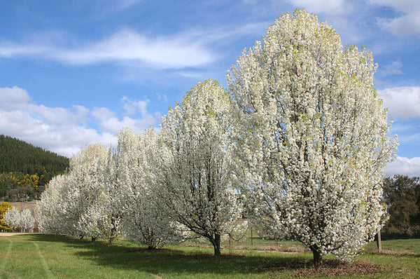 Poirier de Mandchourie, Pyrus Usuriensis