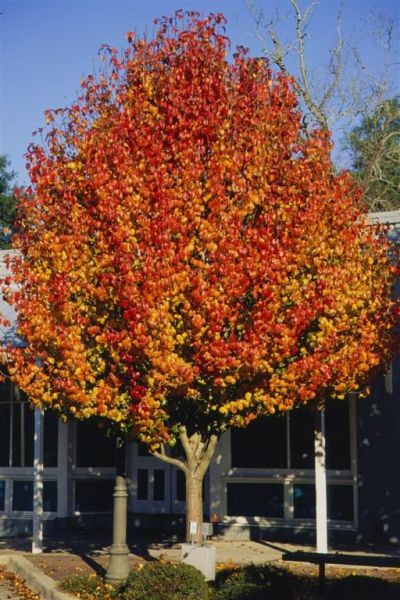 Poirier de Mandchourie, Pyrus Usuriensis