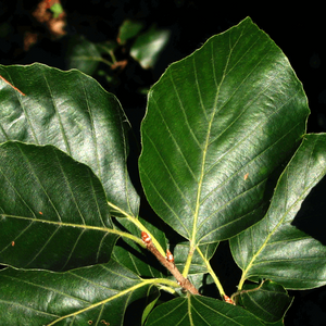 Hêtre Européen, (fagus sylvatica)