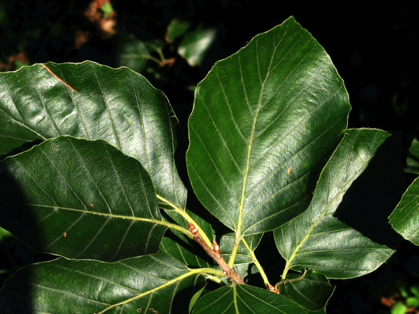 Hêtre Européen, (fagus sylvatica)