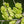 Orme rouge (Ulmus rubra) (racines nues automne)