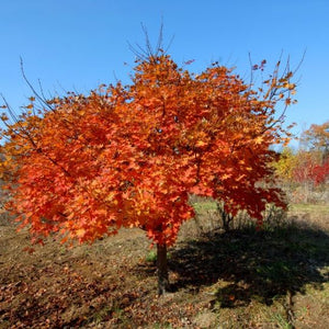 Érable de Corée (Acer pseudosieboldianum)