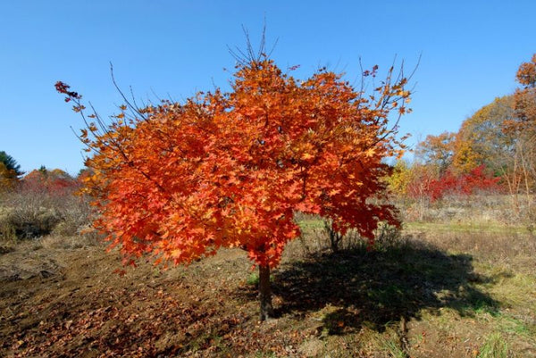 Érable de Corée (Acer pseudosieboldianum)