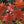 Érable de Corée (Acer pseudosieboldianum)