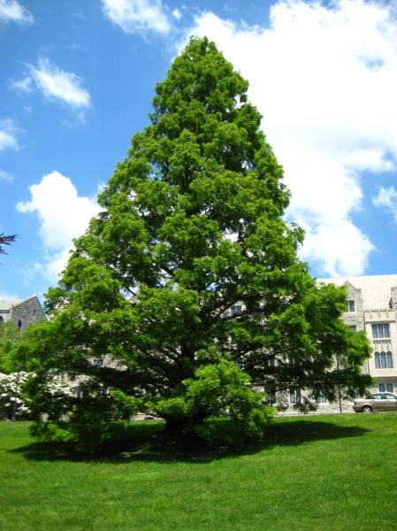 Reduced-price trees