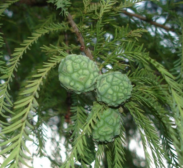 Cyprès Chauve (Taxodium distichum)