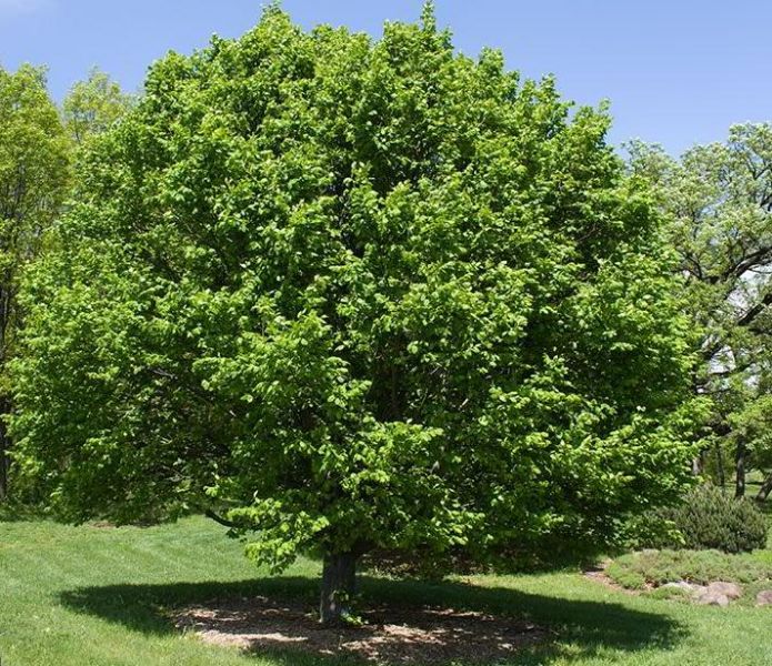 Carline Tree Carolina hornbeam, (Carpinus caroliniana) – Nutcracker Nursery & Tree Farm