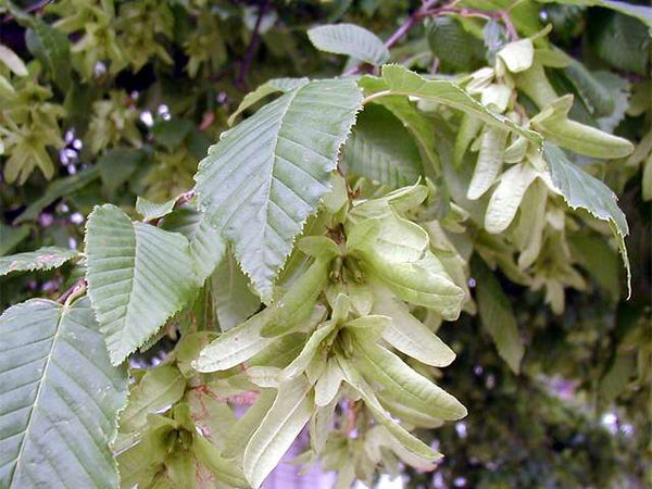 Charme de Caroline, (Carpinus caroliniana)