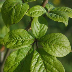Eleuthérocoque (Acanthopanax sieboldianus)