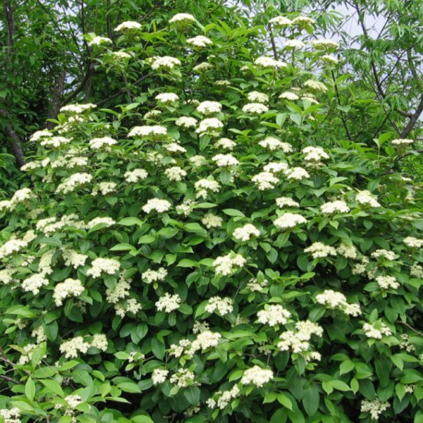 Withe Rod Witherod viburnum, Viburnum Cassinoides – Nutcracker Nursery & Tree Farm