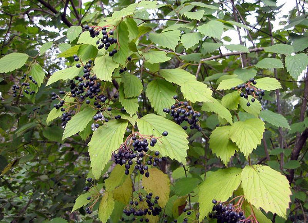 Viorne dentée (viburnum dentatum)