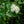 Viorne dentée (viburnum dentatum)