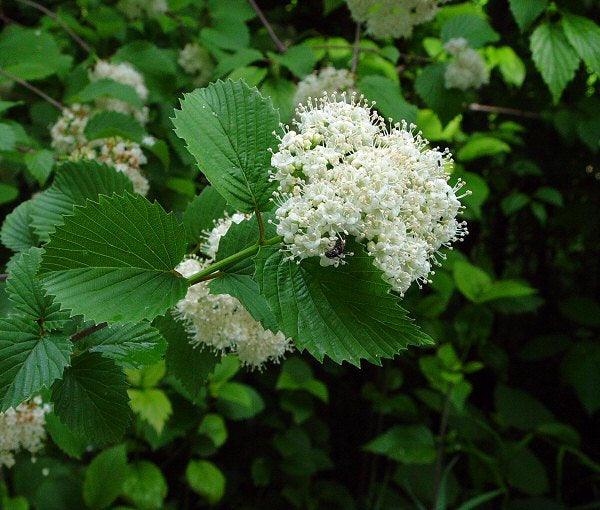 Viorne dentée (viburnum dentatum)