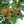 Viorne lentago (Viburnum lentago)