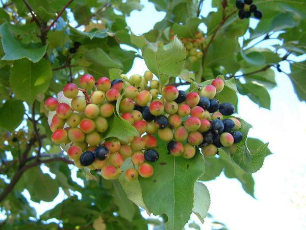 Viorne lentago (Viburnum lentago)