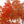 Érable de Siebold (Acer sieboldianum )