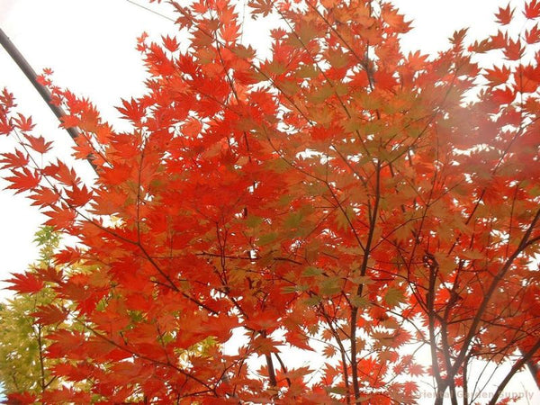 Érable de Siebold (Acer sieboldianum )
