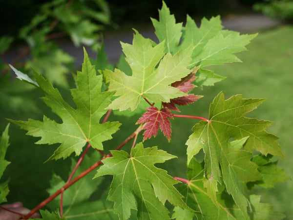 Érable argenté, (Acer saccharinum)