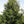 Érable argenté, (Acer saccharinum)