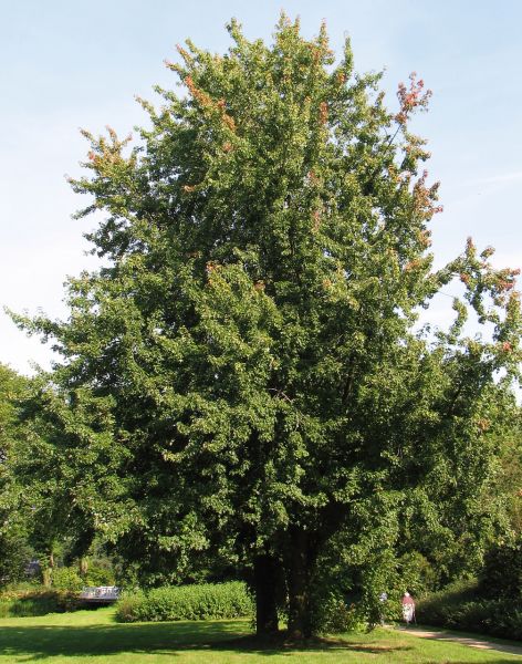 Érable argenté, (Acer saccharinum)