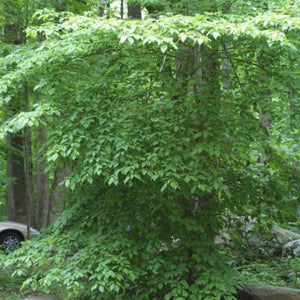 Cornouiller à feuilles alternes (Cornus alternifolia)