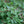 Cornouiller à feuilles alternes (Cornus alternifolia)