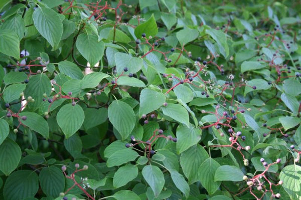 Cornouiller à feuilles alternes (Cornus alternifolia)