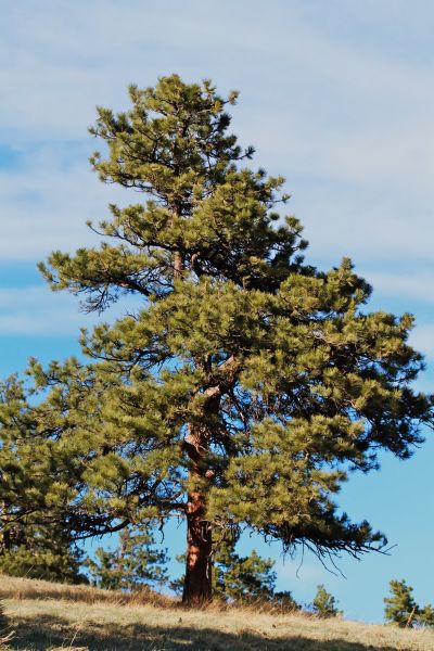 Pin Ponderosa, pinus ponderosa