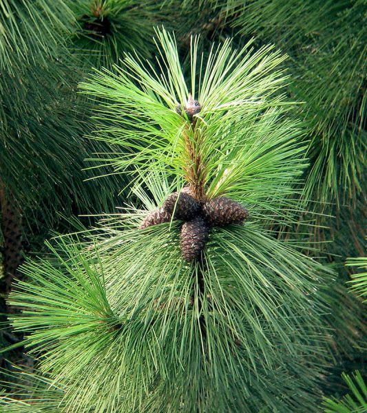 Pin Ponderosa, pinus ponderosa